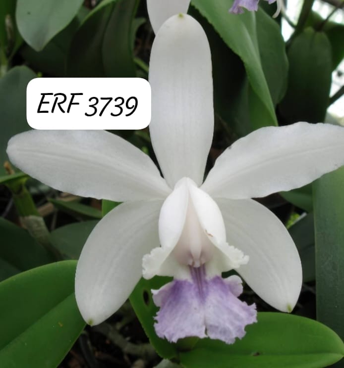 250fc655-df74-4ec0-bfa0-b9d5316cc6a8